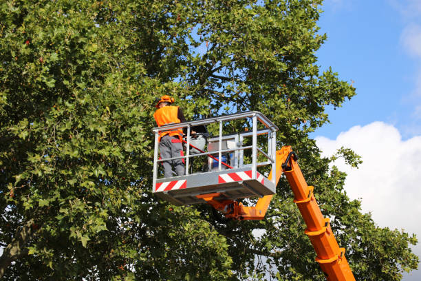 Best Stump Grinding and Removal  in Glenpool, OK